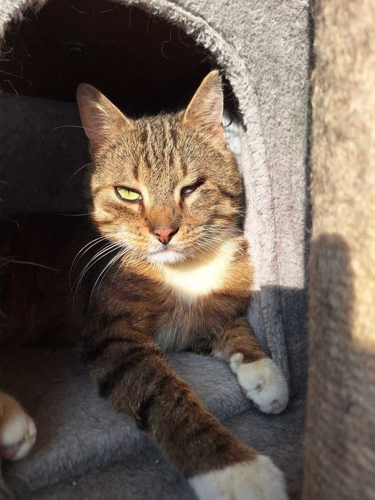 Pokochaj KULISIA - kocurka z niedowładem nóżek