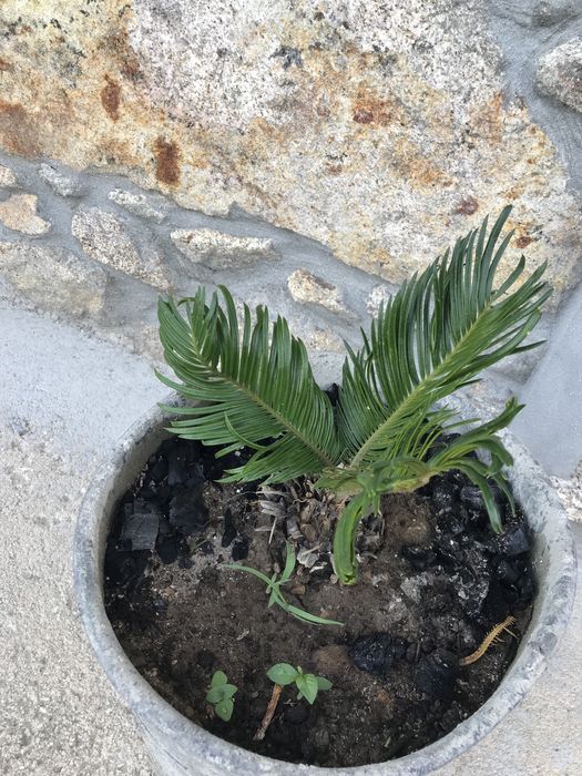 Cica / sica / cyca de jardim