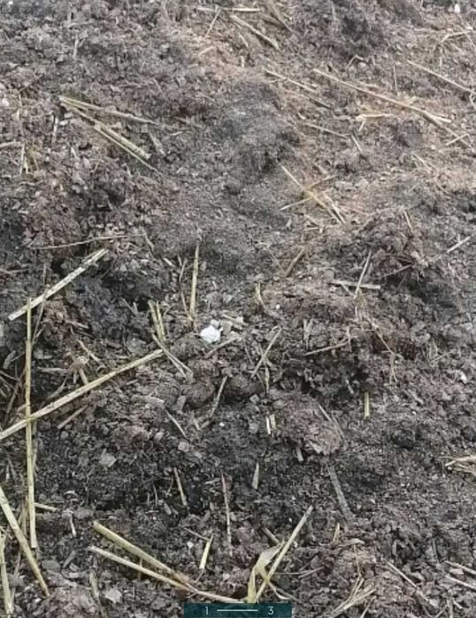 Гній ВІДДАМ, Самовивіз