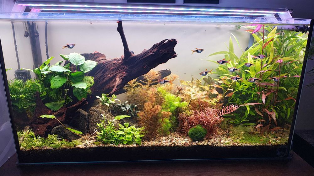 Zakładanie i serwis akwarium