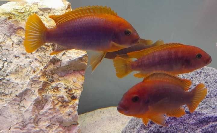 Pyszczaki Iodotropheus Sprengerae Makokola Reef (Rdzawy)