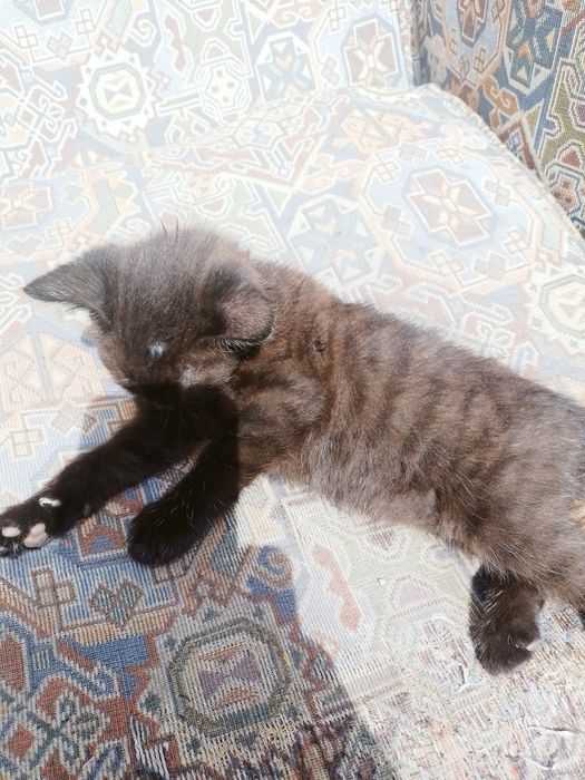 Отдам котят в добрые руки
