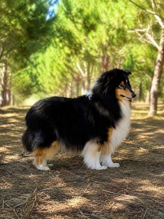 Maravilhosa Lassie - Rough collie’s