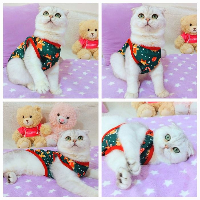 Неймовірно лагідний хлопчик Срібний красунчик шиншила