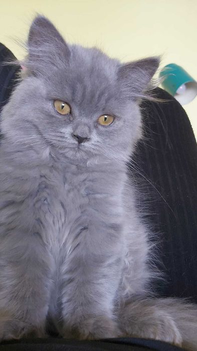 Коти киця шотландська голуба скотіш страйт