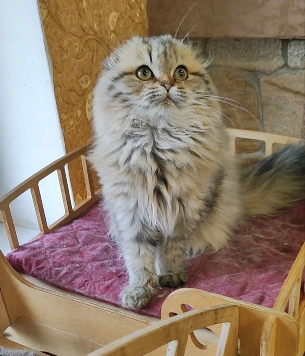 Шикарный мальчик золотой шиншилла фолд