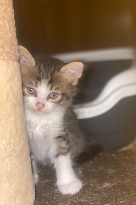 Кошенята ,1,5 міс шукають родину