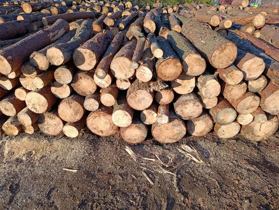 Drewno opałowe sosna