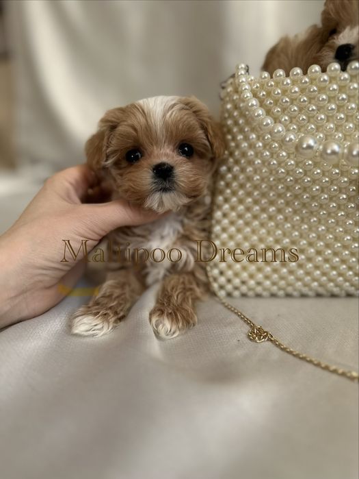 Девочка мальтипу ф1 супер мини беби фейс