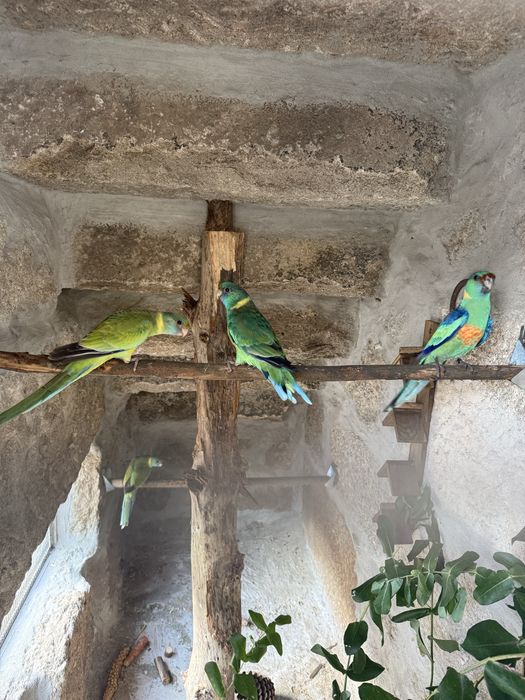 Varias Especies de Barnardius 2026