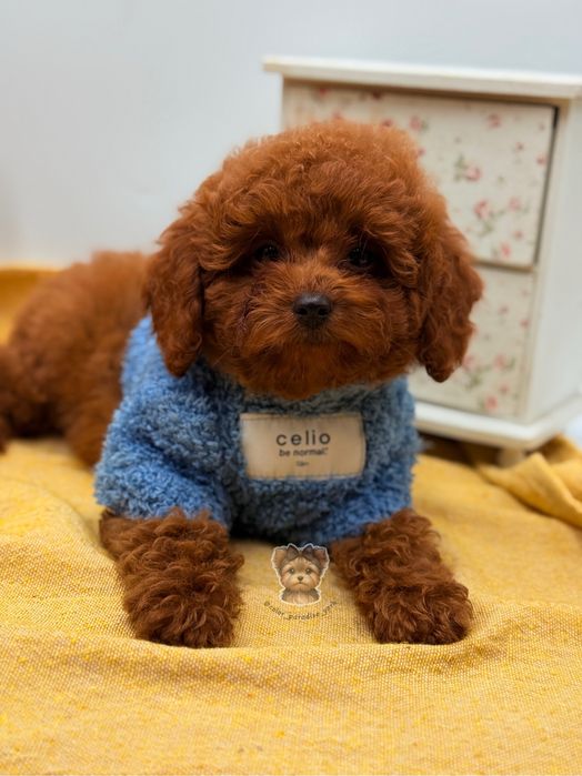 Той пудель Red brown