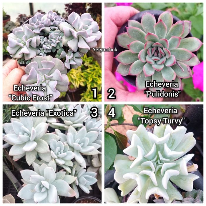 Ехеверія echeveria