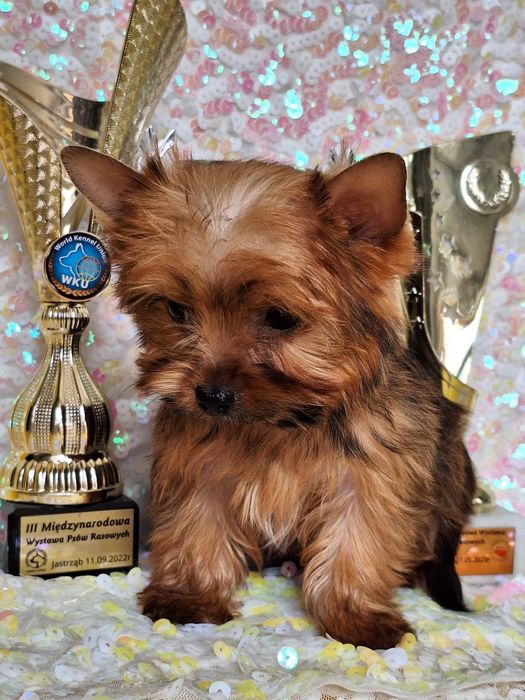 Yorkshire terier golddust suczka z rodowodem i paszportem