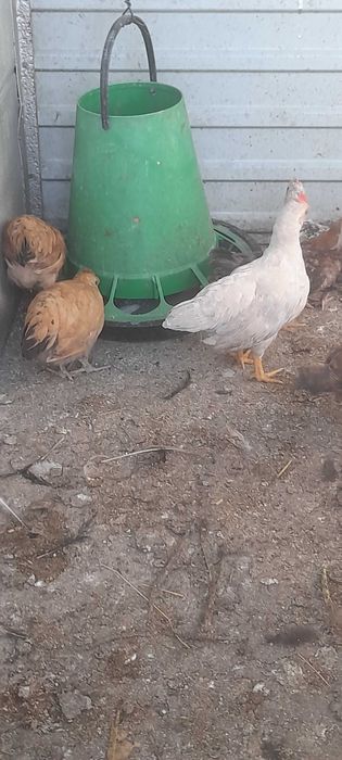 Aves de capoeira