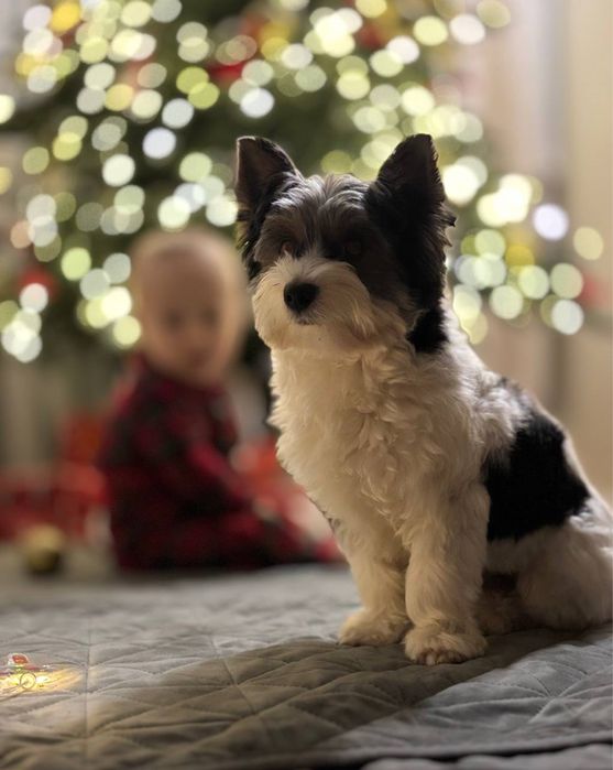 Бівер йорк вʼязка хлопчик