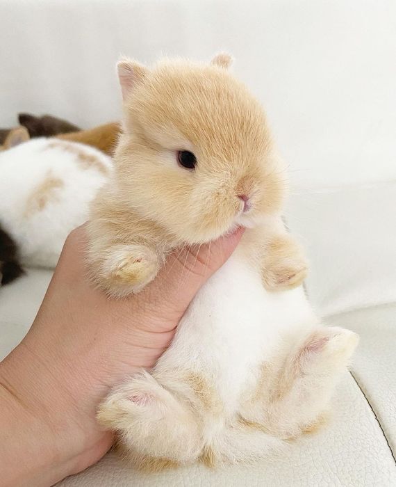 Coelhos anões + gaiola nova + alimentação adequada