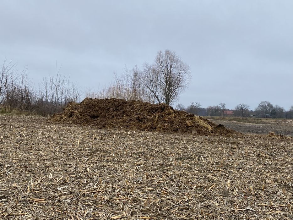 Obornik Kurzak bydlęcy transport!