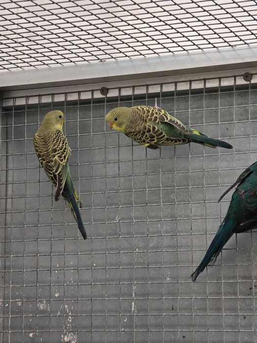 Periquitos Australianos