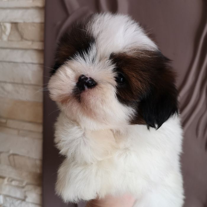 ***   Shih Tzu z domowej hodowli.  ***