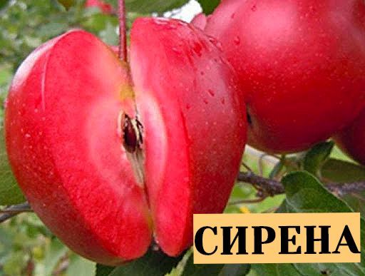 Саженцы шелковицы, клубника, жимолость, крыжовник, ежевика, малина хурма