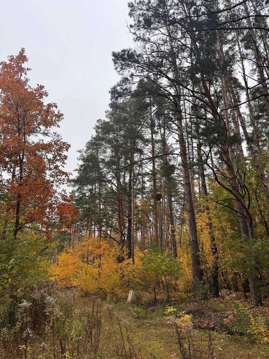 Ділянка 25 соток під Києвом | с. Дмитрівка  (Прокурорський городок)