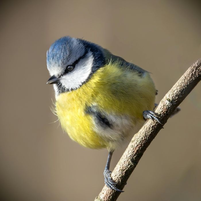 Ornitolog, dendrolog - ekspertyzy, opinie