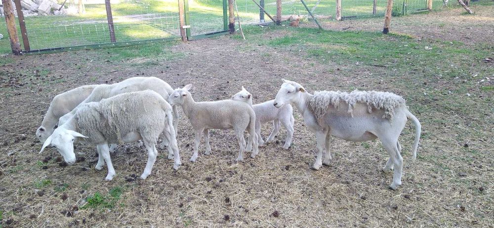 Овци Nolana на продаж