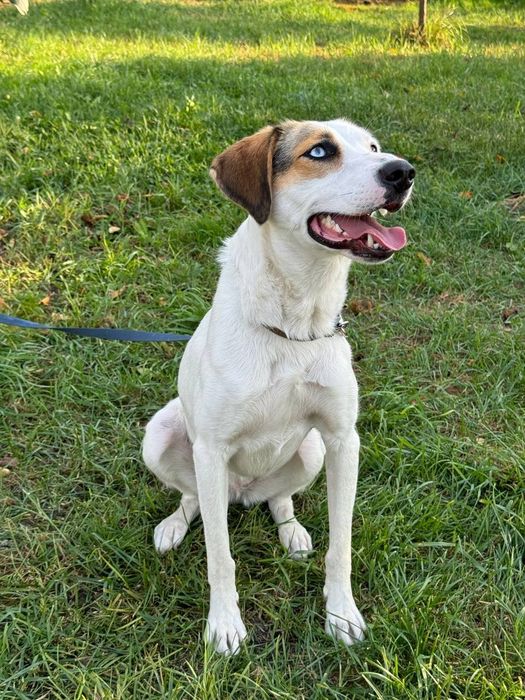 Метис хаскі та бігля в добрі руки