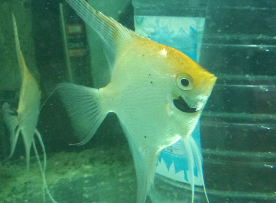 Рибки гурамі, скалярії, молінезії, гупі ті інші