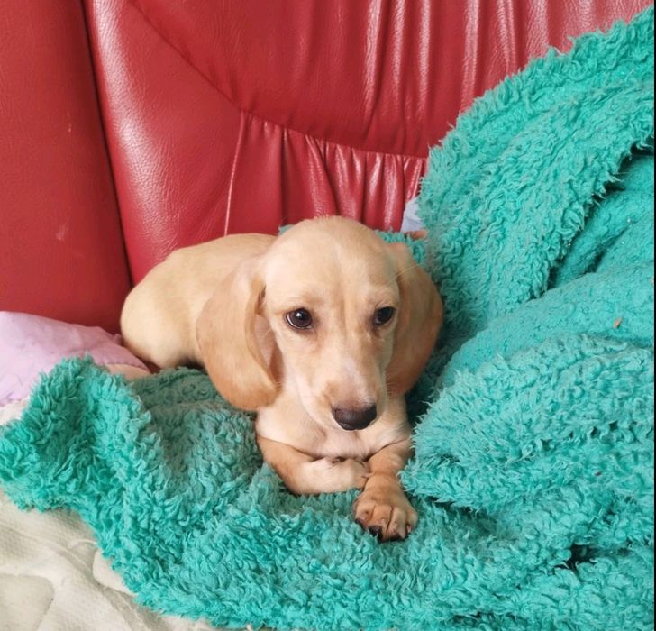 Дівчинка крем  шукає люблячу сім'ю