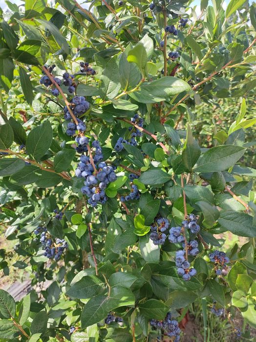 Borówka amerykańska, krzewy.