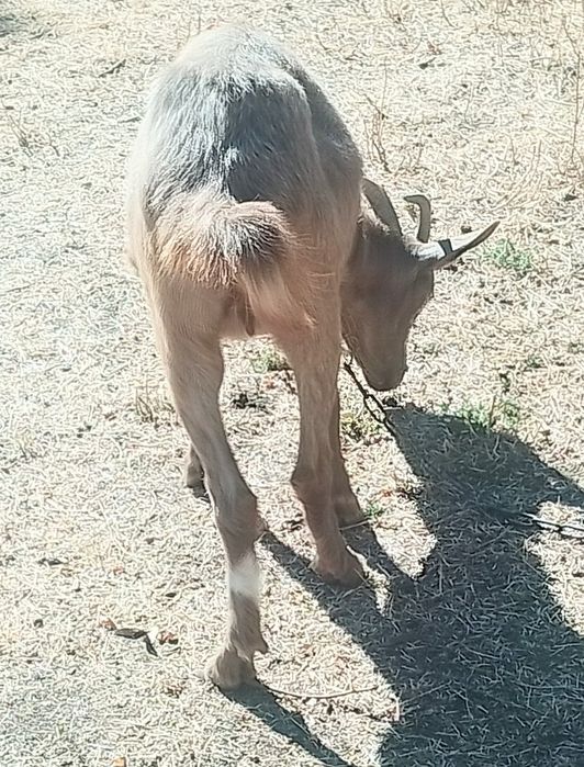 Молодая  коза ищет хозяина.