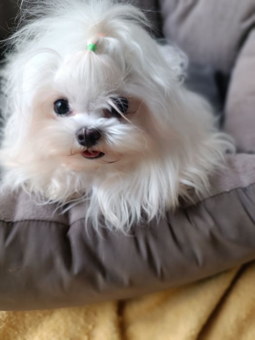 Мальтезе дівчинка