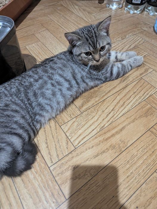 Продам кошения хлопчик