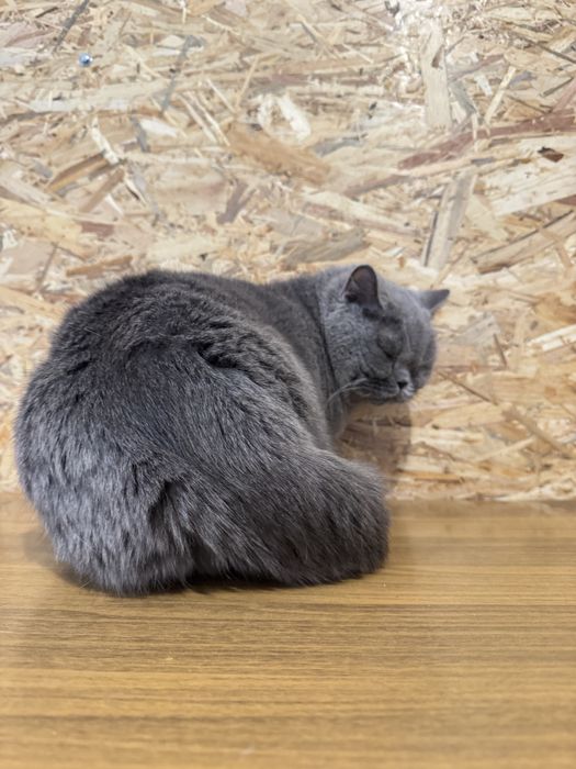 Британская кошка