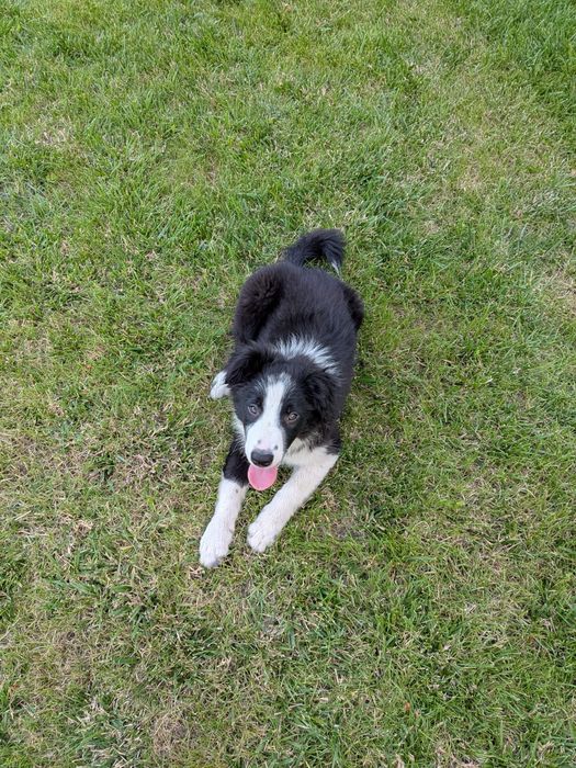 Piesek Border Collie