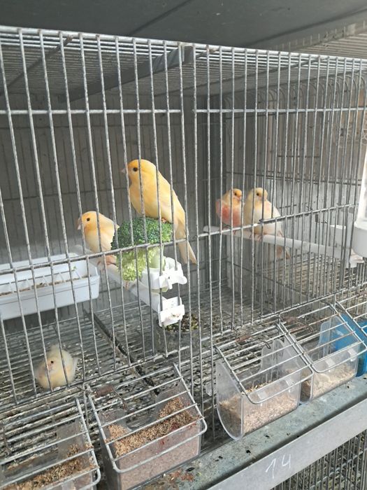 Compro LOTES  de canarios