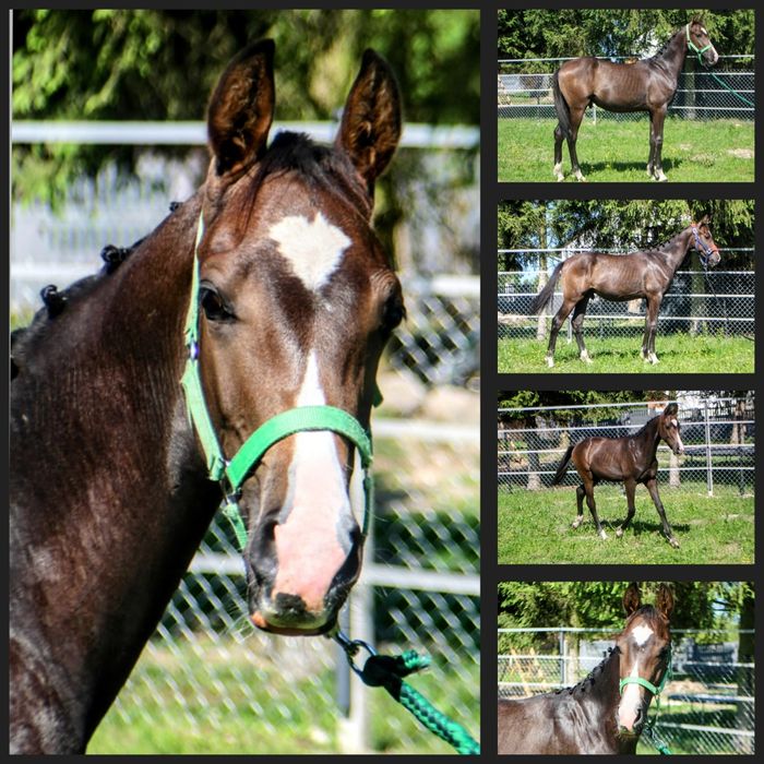 Ogierek Zangersheide po Kandy Progres KWPN gotowy do odbioru