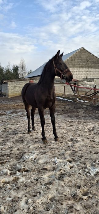 Klacz Śląska ,źrebica Księga główna