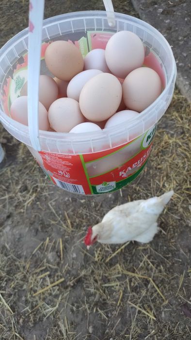 Jaja wiejskie z przydomowej hodowli