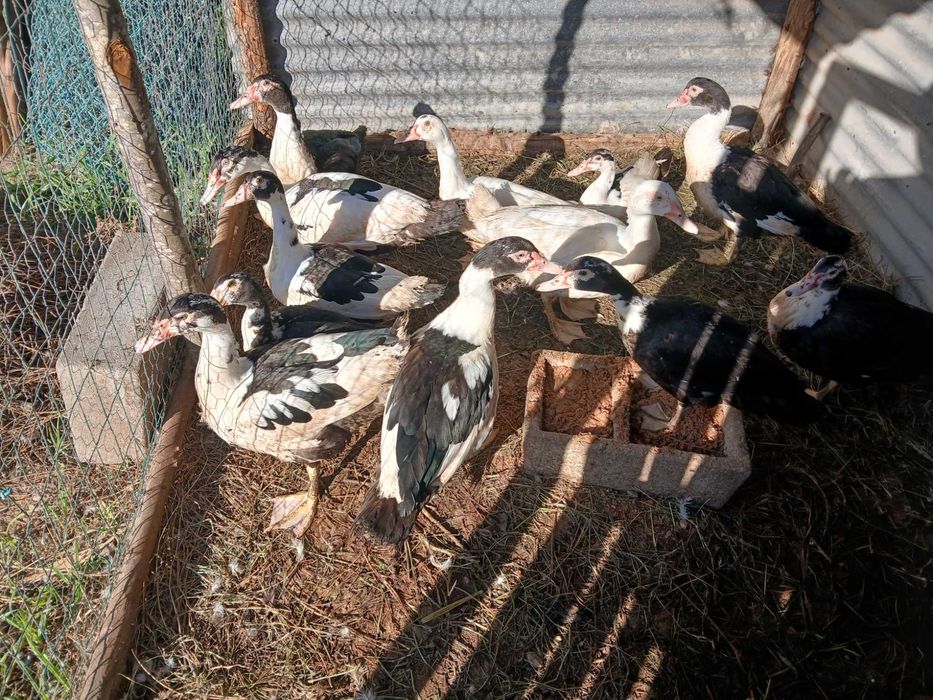 Patos Mudos raça grande