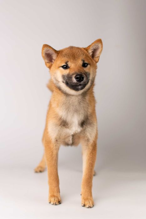 Дівчинка породи шиба іну готова до переїзду