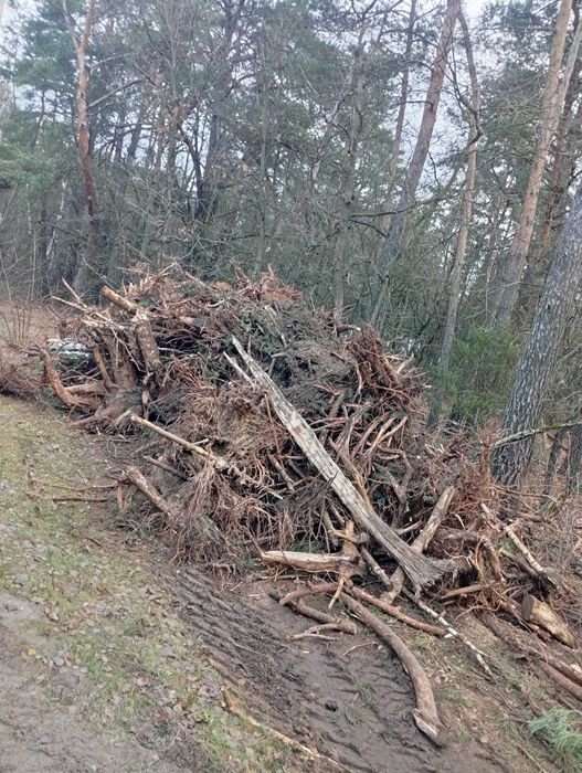 Wycinka drzew  czyszczenie działek wywóz gałęzi usuwanie karp