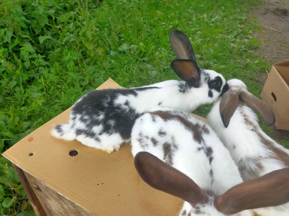 Кролі породи Німецький строкатий велетень . Шиншила .