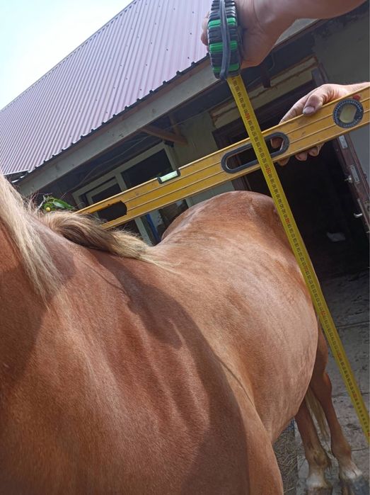 Продам лошицю