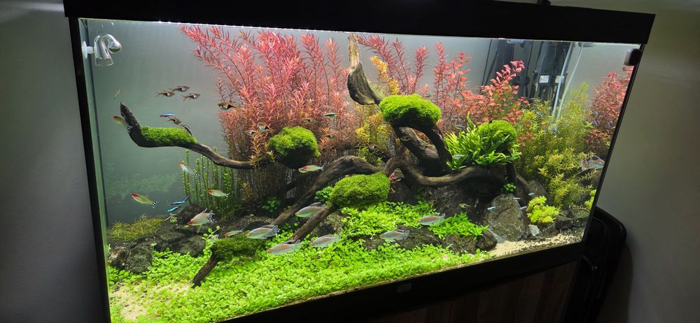 Planta aquário Rotala Blood - pés a cortar na altura