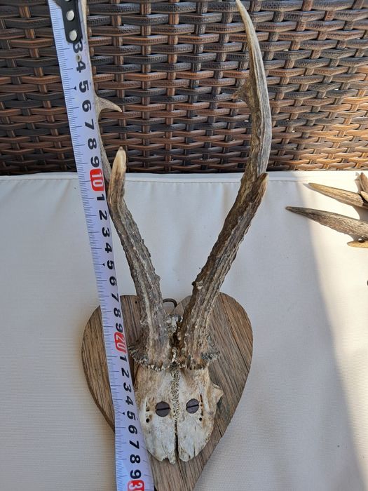 Poroże poroża 2 sztuki rogi