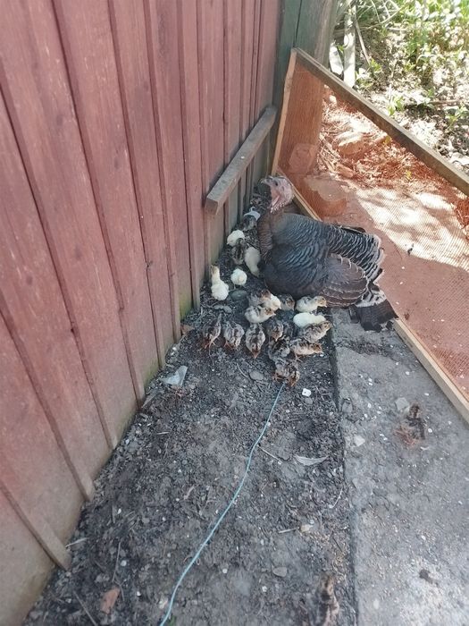 Продам Индючка  мама з индучками