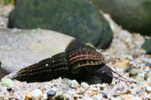 Caracol tylomelania patriarchalis