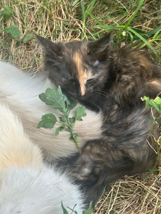 Кошенята безкоштовно